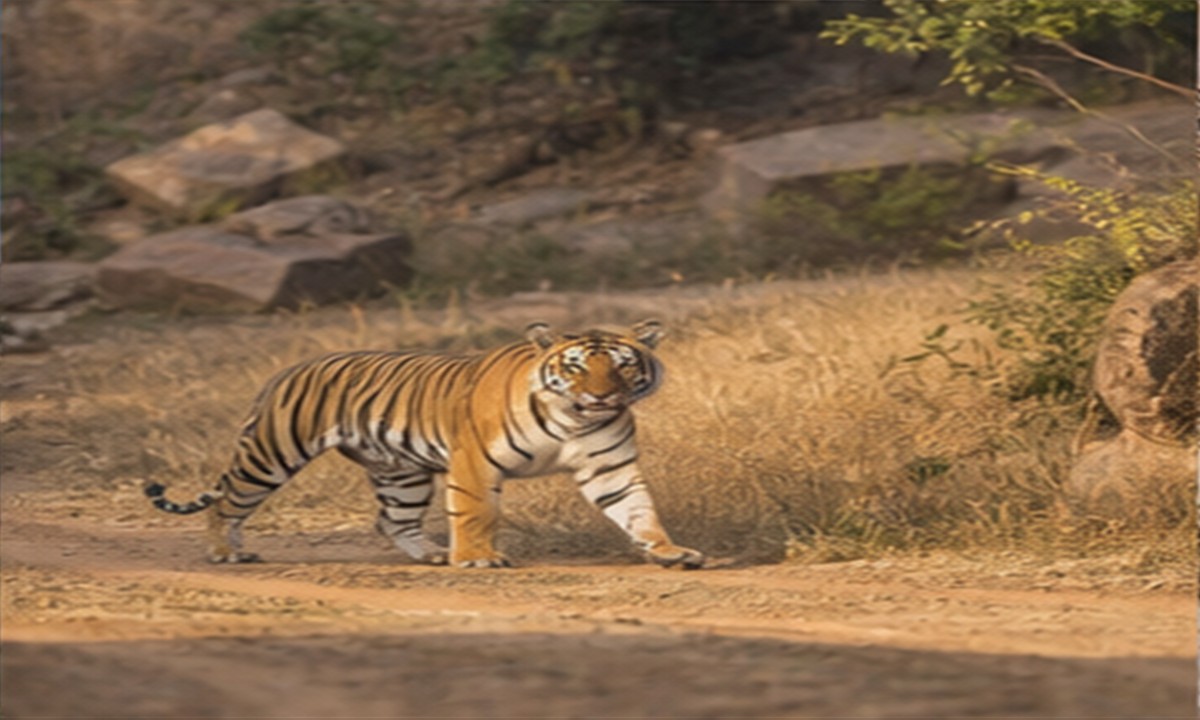 10 Days Complete Rajasthan Grand Tour Packages
